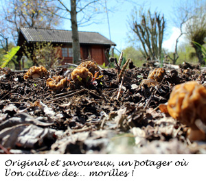 morilles